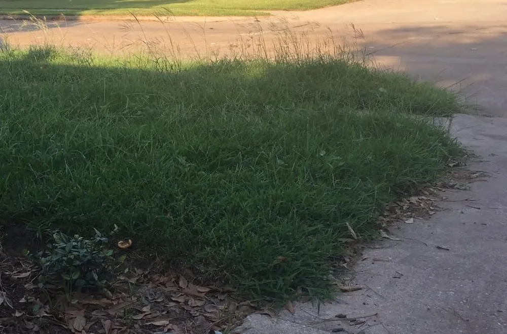 Trusted lawn mowing service in Houston, TX by Easy Lawn Care