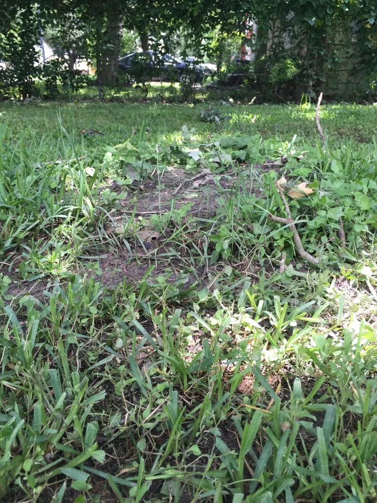 Affordable garden landscaping for homes in Houston, TX by Easy Lawn Care