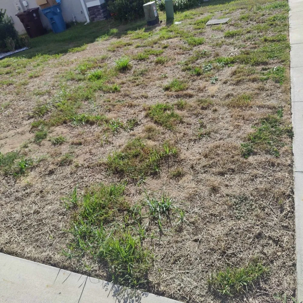 Top-rated garden landscaping experts serving Lake Alfred, FL - Easy Outdoors Designs