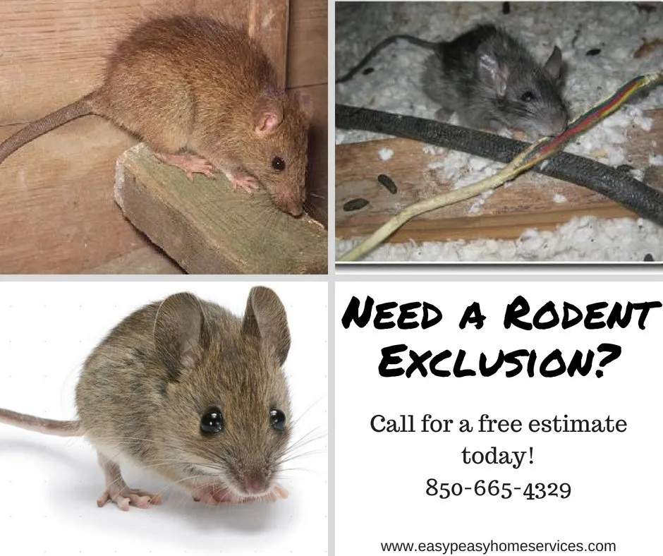 Custom landscaping services experts serving Milton, FL - Easy Peasy Home Services