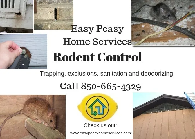 Trusted landscaping services in Milton, FL - Easy Peasy Home Services