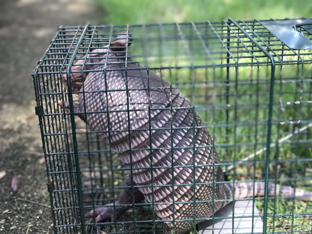 Reliable lawn care service in Milton, FL - Easy Peasy Home Services