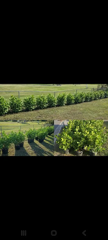 Local yard cleanup service experts serving Venice, FL - Easy Peezy Landscaping