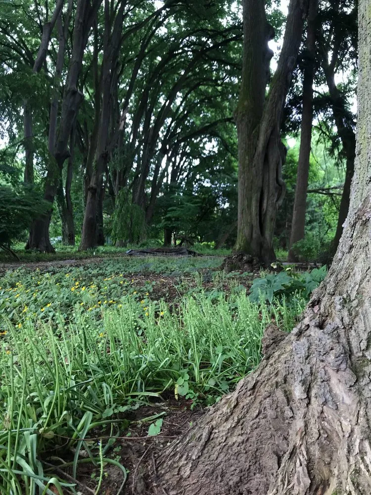 Trusted yard maintenance for year-round maintenance across Philadelphia, PA - Eating for the Ecosystem