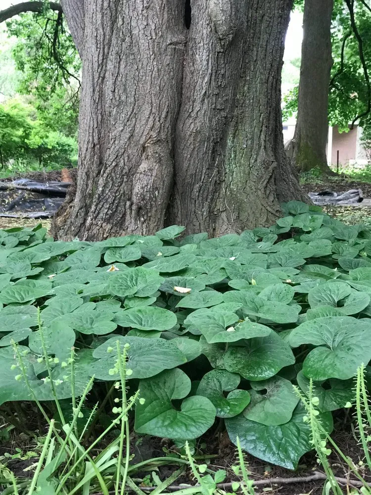 Reliable landscape design for residential properties in Philadelphia, PA by Eating for the Ecosystem