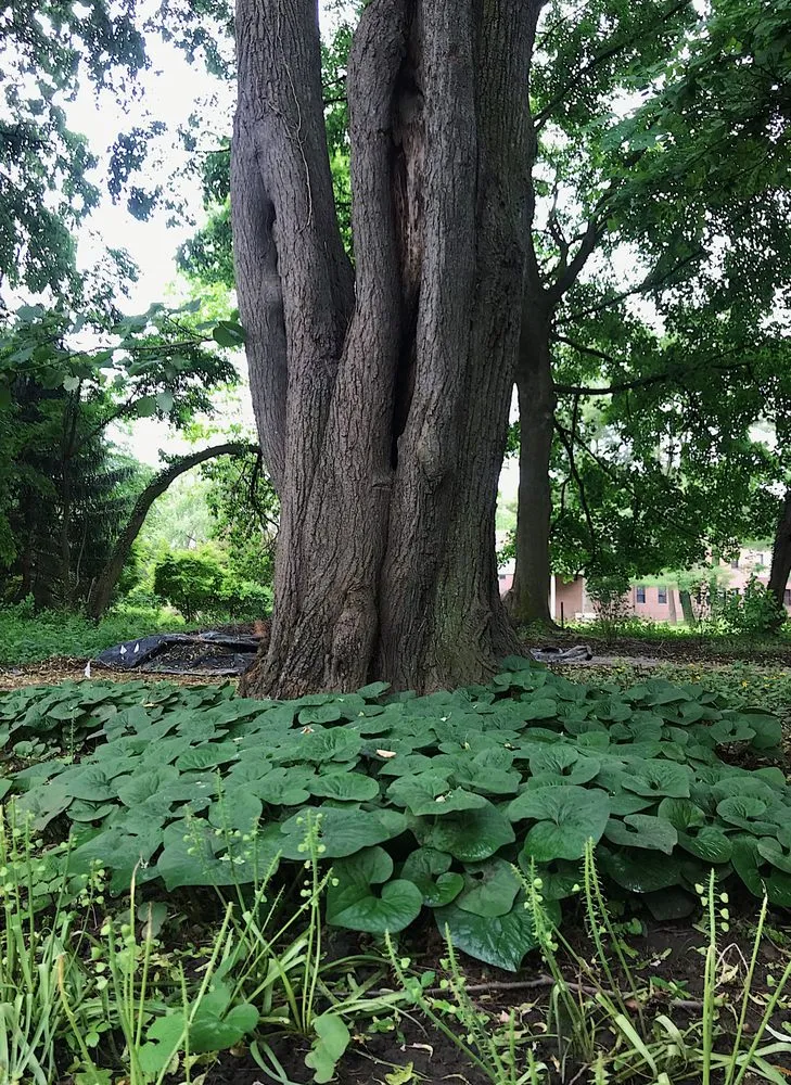 Reliable yard maintenance near you in Philadelphia, PA by Eating for the Ecosystem