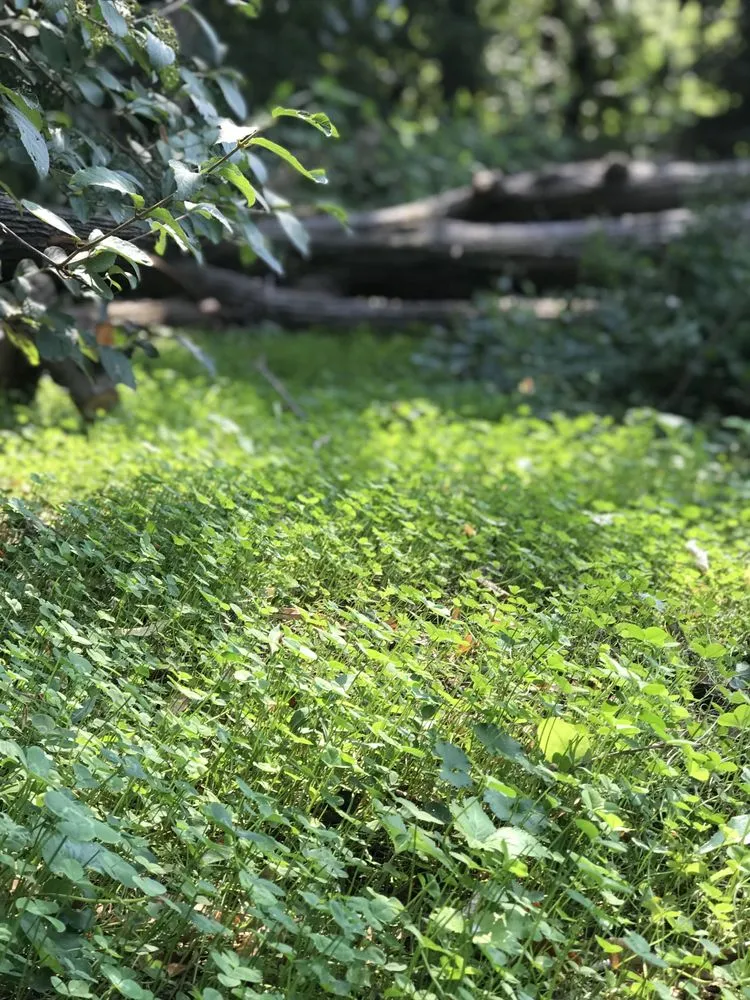 Reliable landscape design in Philadelphia, PA - Eating for the Ecosystem