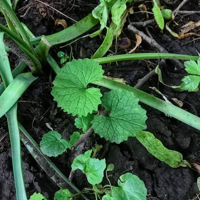 Eating for the Ecosystem Logo