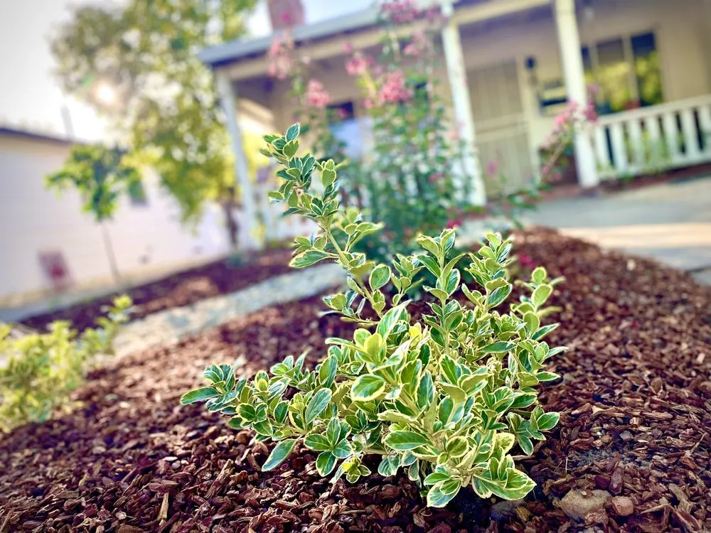 Affordable yard cleanup service in San Diego, CA - EatScapes Landscaping