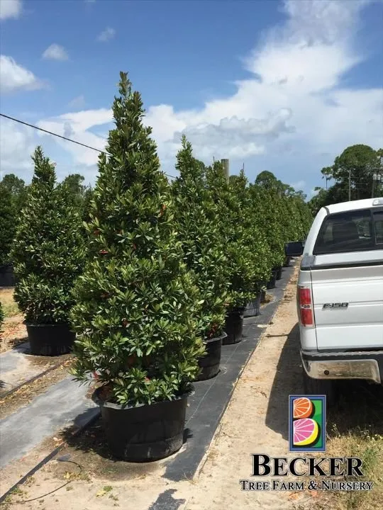 Custom landscaping services in Melbourne, FL by Eau Gallie Wholesale Nursery