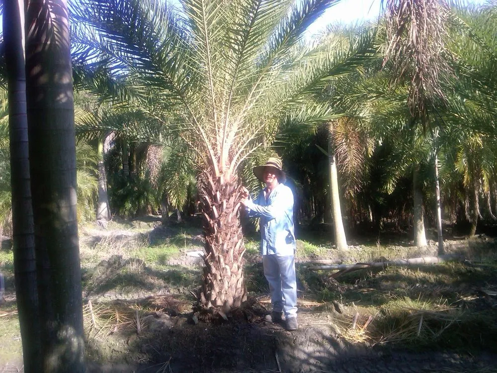 Local outdoor landscaping in Melbourne, FL by Eau Gallie Wholesale Nursery