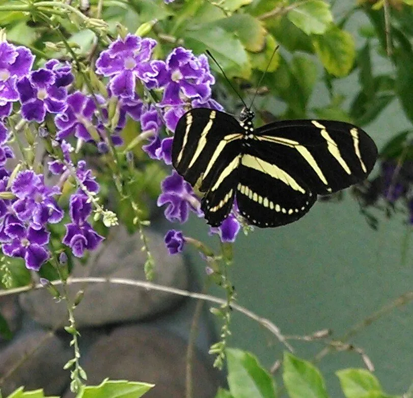 Professional outdoor landscaping for outdoor upgrades in Melbourne, FL by Eau Gallie Wholesale Nursery