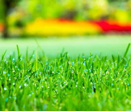 Reliable lawn mowing service for beautiful yards in Pittsfield, MA by E.Auger Property Management