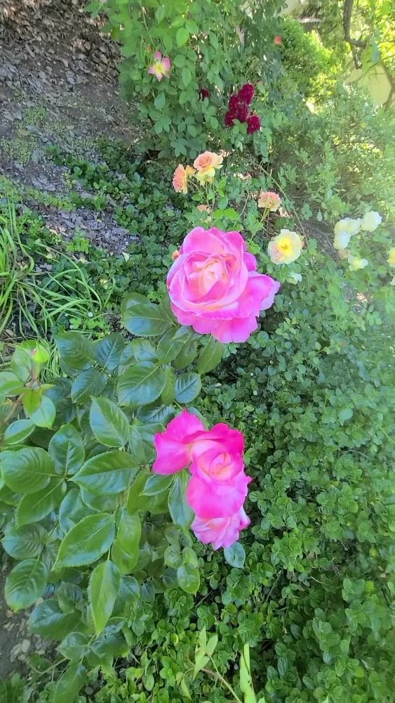 Affordable yard cleanup service in Redwood City, CA - EB Landscaping