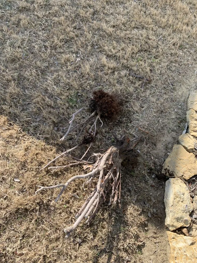 Affordable yard maintenance experts serving Fort Worth, TX - EB lawn care