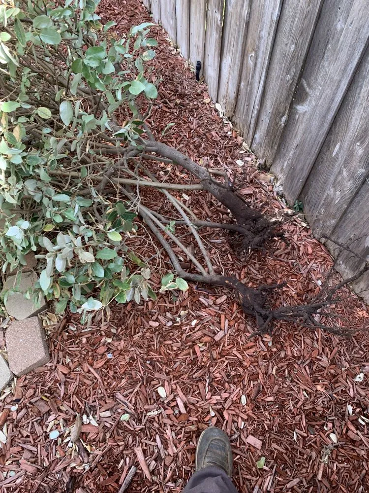 Reliable landscaping services for outdoor upgrades in Fort Worth, TX by EB lawn care