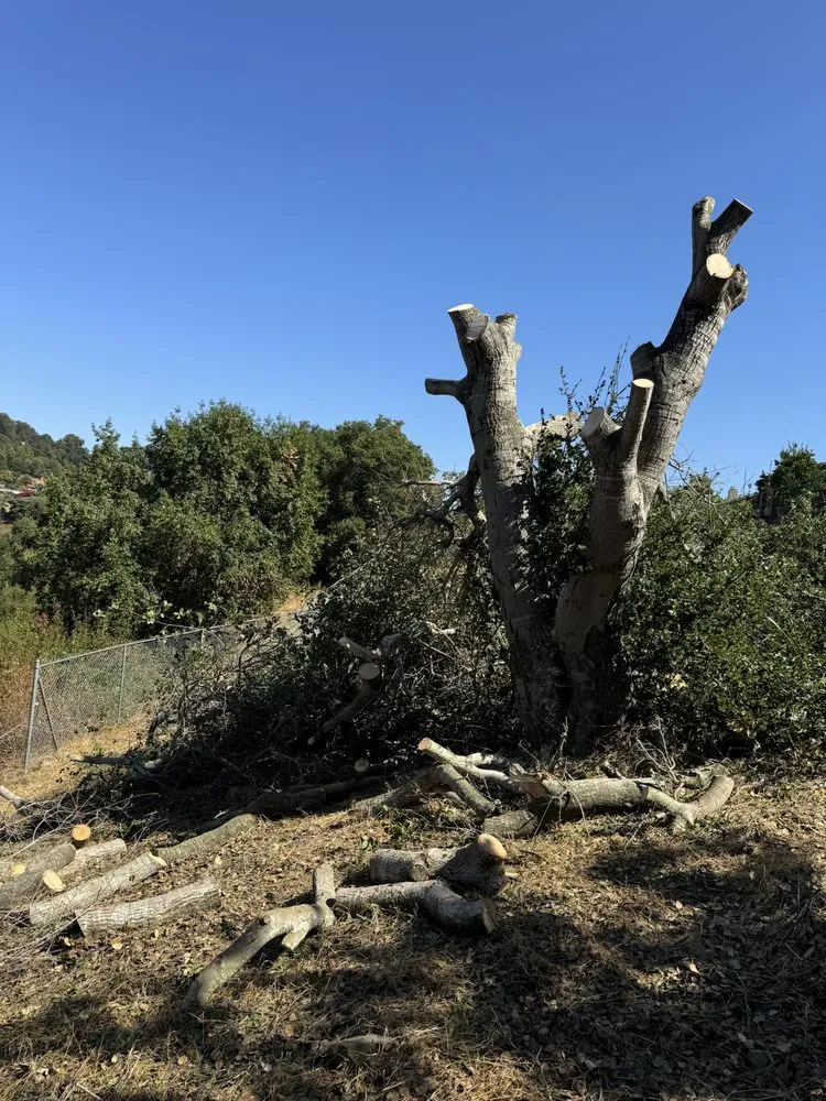 Top-rated lawn care service in Hayward, CA by Eben Ezer Best Garden & Landscaping services