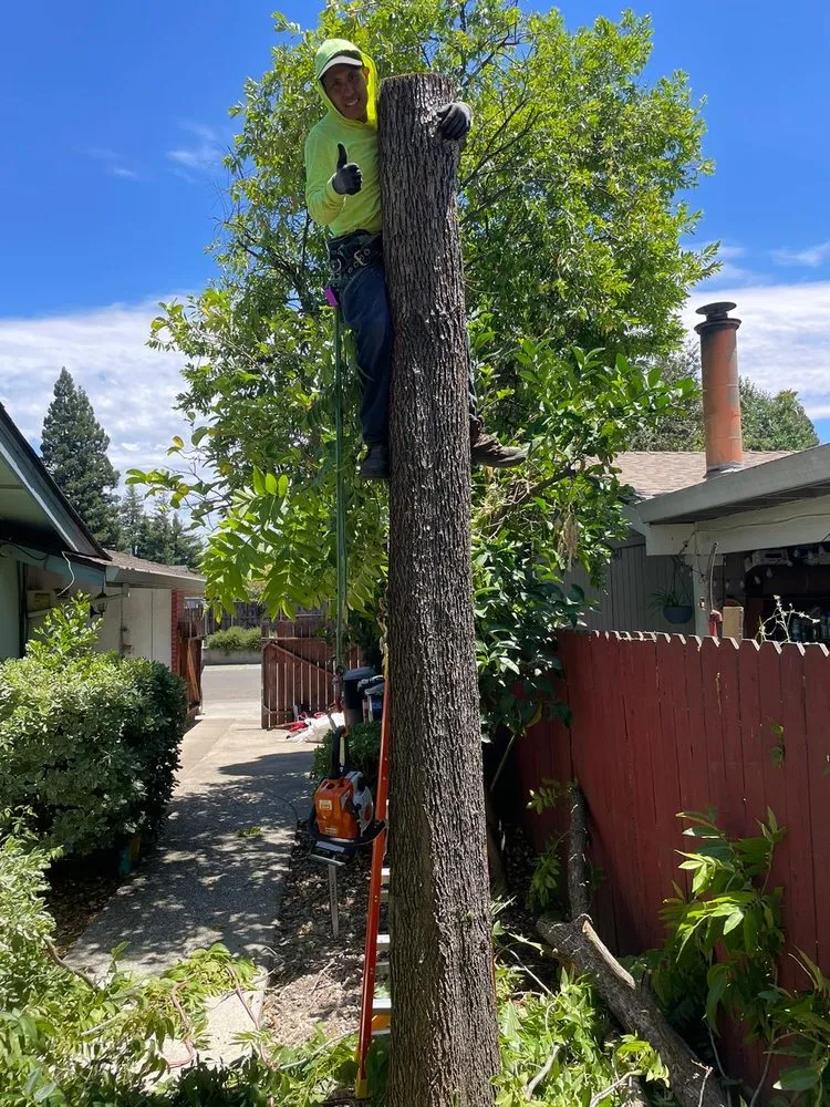 Trusted yard maintenance in Hayward, CA - Eben Ezer Best Garden & Landscaping services