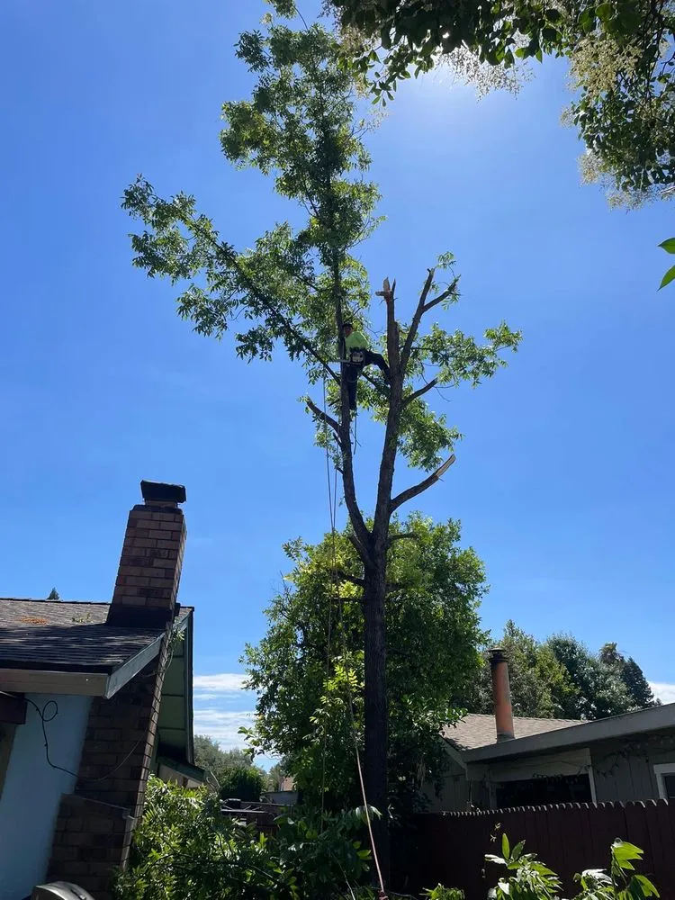 Professional lawn care service for residential properties across Hayward, CA - Eben Ezer Best Garden & Landscaping services