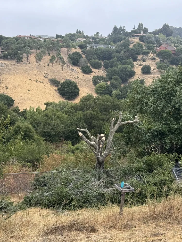 Professional lawn mowing service near you in Hayward, CA by Eben Ezer Best Garden & Landscaping services