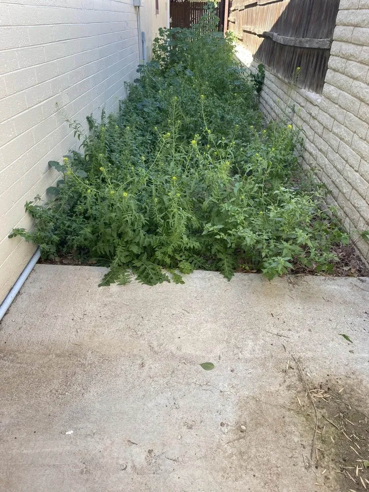 Expert lawn mowing service for beautiful yards in Scottsdale, AZ by Eben Ezer Landscape & Hardscape