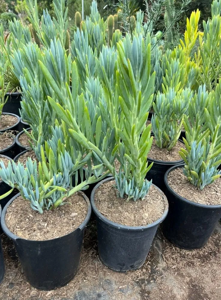 Expert lawn care service experts serving Santa Ana, CA - Ebenezer Landscape