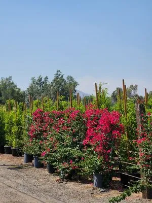 Ebenezer Landscape Logo