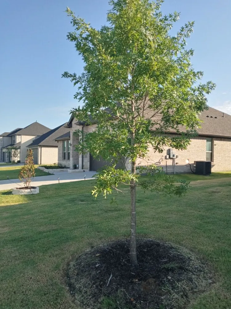 Trusted residential landscaping in Mesquite, TX - Ebenezer landscaping