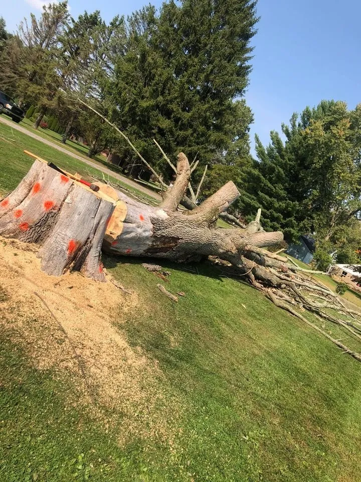 Professional yard cleanup service in Massillon, OH by Ebert and Sons Tree and Lawncare