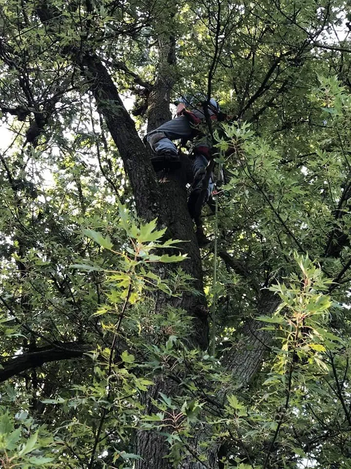 Local lawn care service in Massillon, OH - Ebert and Sons Tree and Lawncare