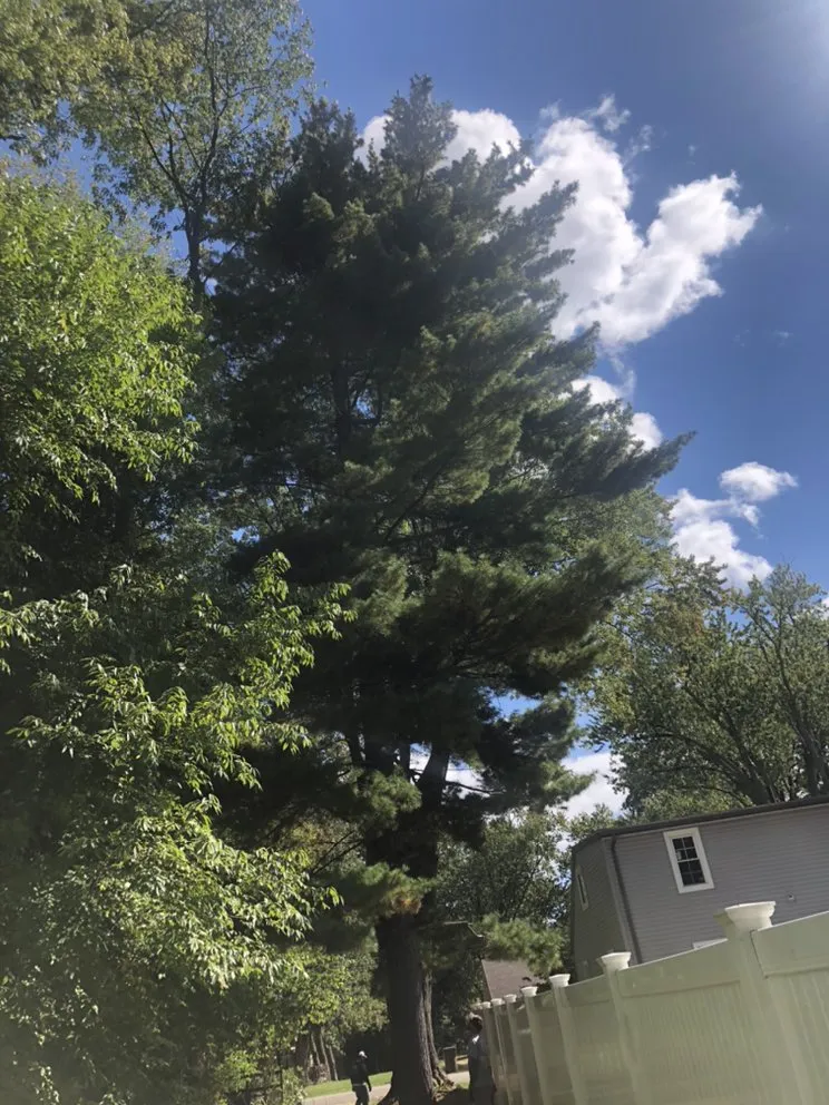 Local landscape installation for homes in Massillon, OH by Ebert and Sons Tree and Lawncare