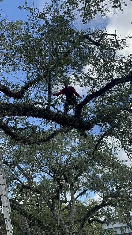 Expert lawn care service in Fort Lauderdale, FL by EBM Property Maintenance