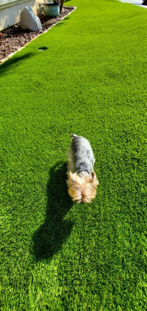 Custom lawn mowing service experts serving National City, CA - E.C. Artificial Turf