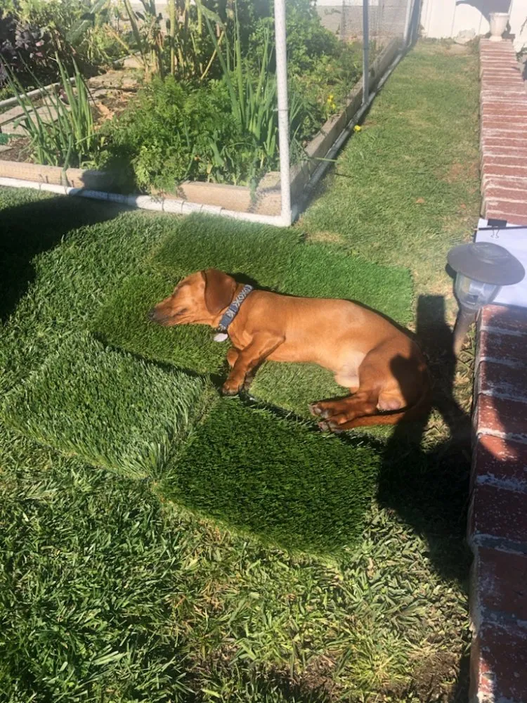 Custom landscape installation experts serving National City, CA - E.C. Artificial Turf