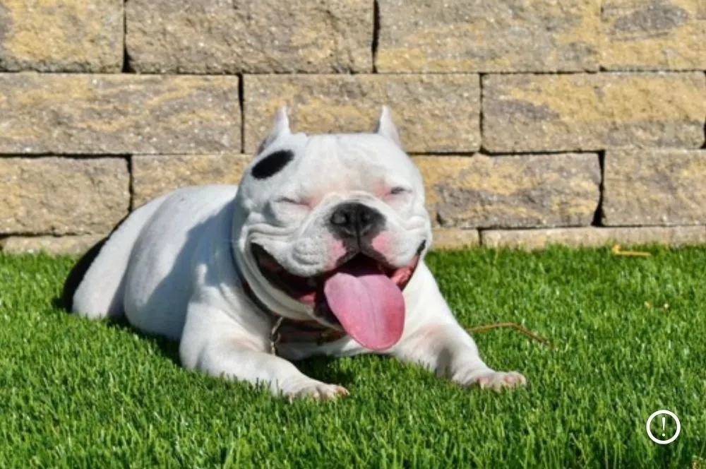 Affordable lawn mowing service in National City, CA - E.C. Artificial Turf