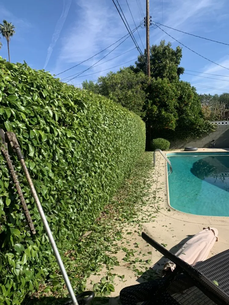 Expert yard maintenance for year-round maintenance across San Fernando Valley, CA - EC Evergreen