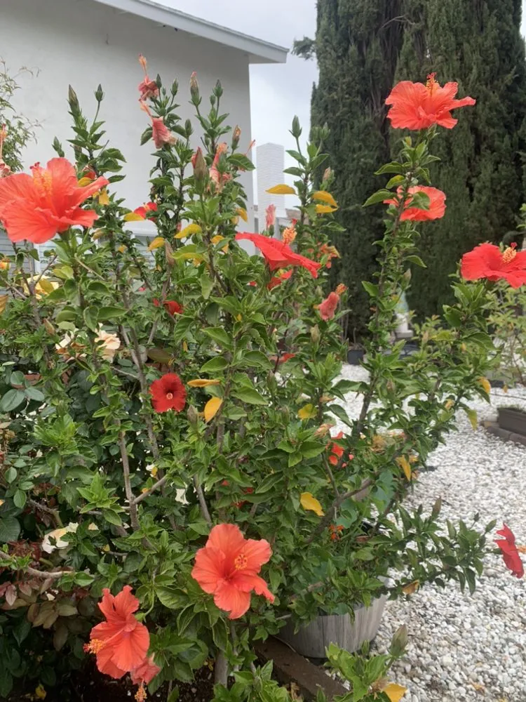 Professional landscape installation with custom design across San Fernando Valley, CA - EC Evergreen