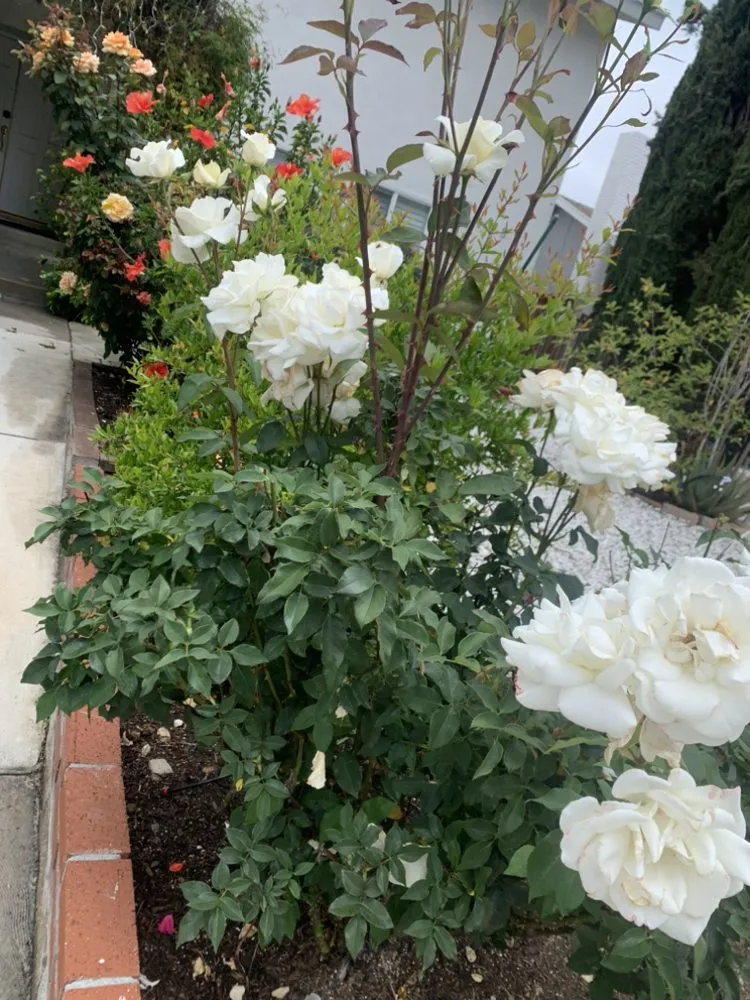 Local landscape design for outdoor upgrades in San Fernando Valley, CA by EC Evergreen