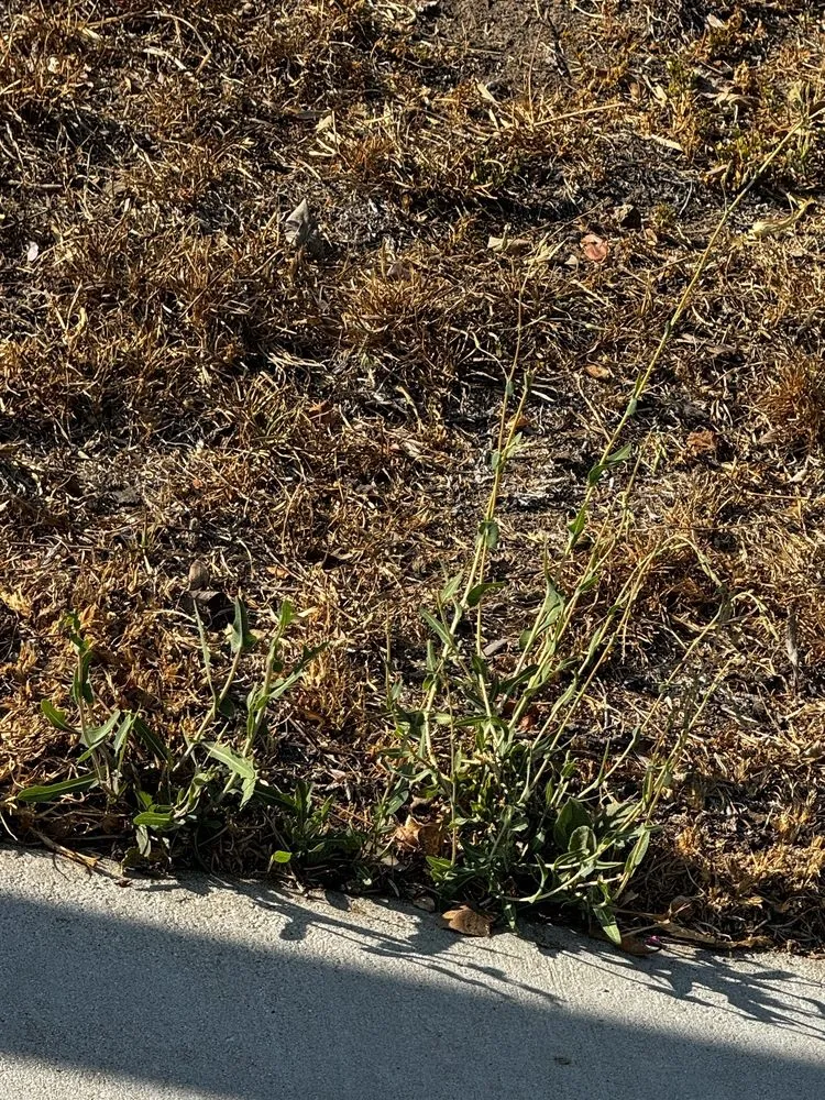 Trusted landscape installation in San Fernando Valley, CA by EC Evergreen