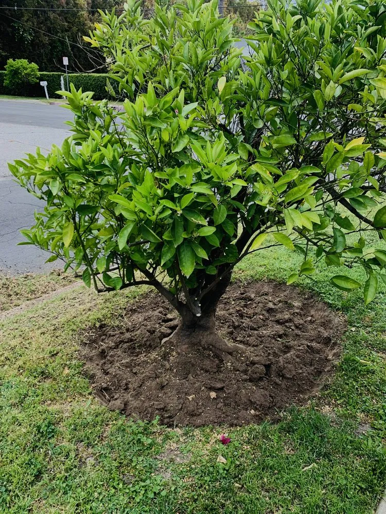 Custom lawn mowing service in San Fernando Valley, CA - EC Evergreen