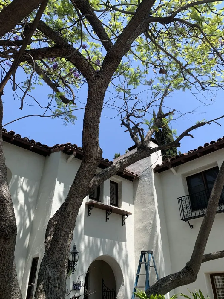 Expert yard cleanup service experts serving San Fernando Valley, CA - EC Evergreen