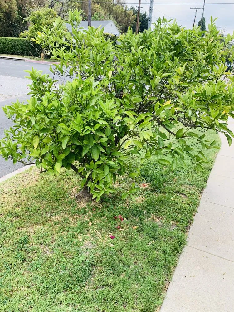 Top-rated outdoor landscaping in San Fernando Valley, CA by EC Evergreen