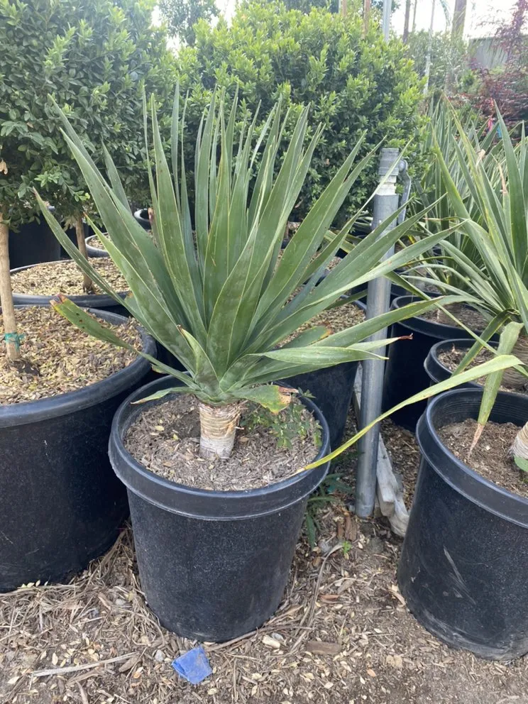 Custom yard maintenance for homes in San Fernando, CA by EC Landscape