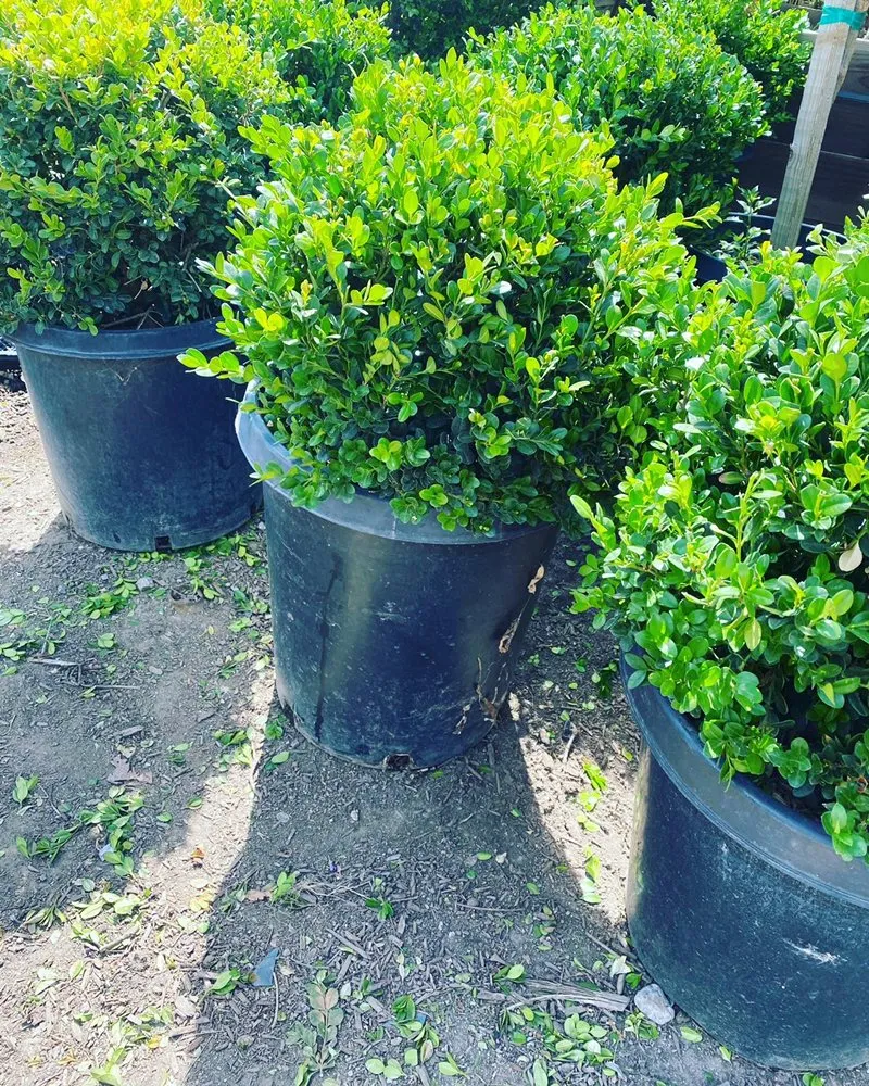 Affordable landscape design for year-round maintenance across San Fernando, CA - EC Landscape