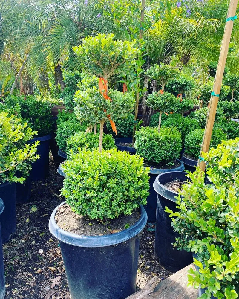 Reliable landscaping services for homes in San Fernando, CA by EC Landscape