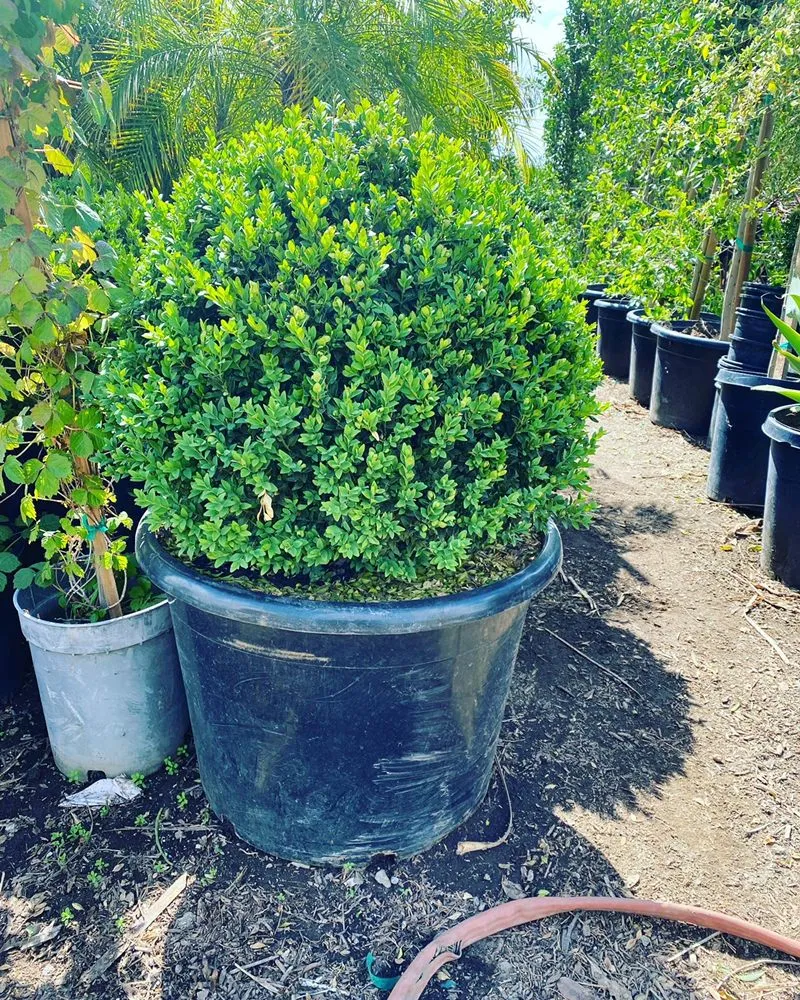 Professional landscaping services in San Fernando, CA - EC Landscape