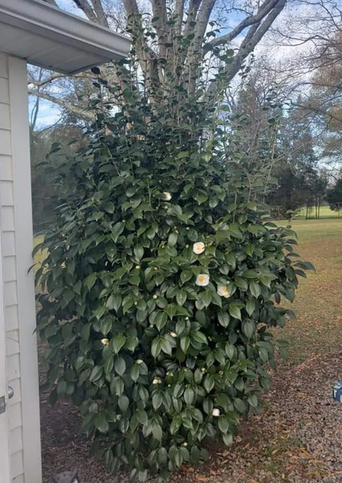 Trusted landscaping services with custom design across Midland, NC - E.C. Landscaping and Home Services