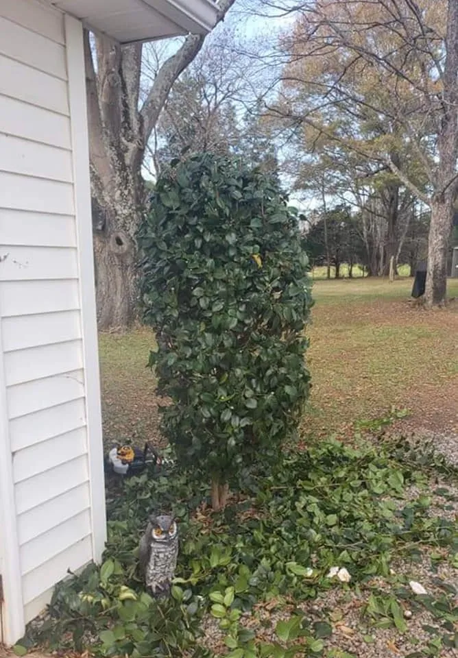 Professional lawn care service for year-round maintenance across Midland, NC - E.C. Landscaping and Home Services