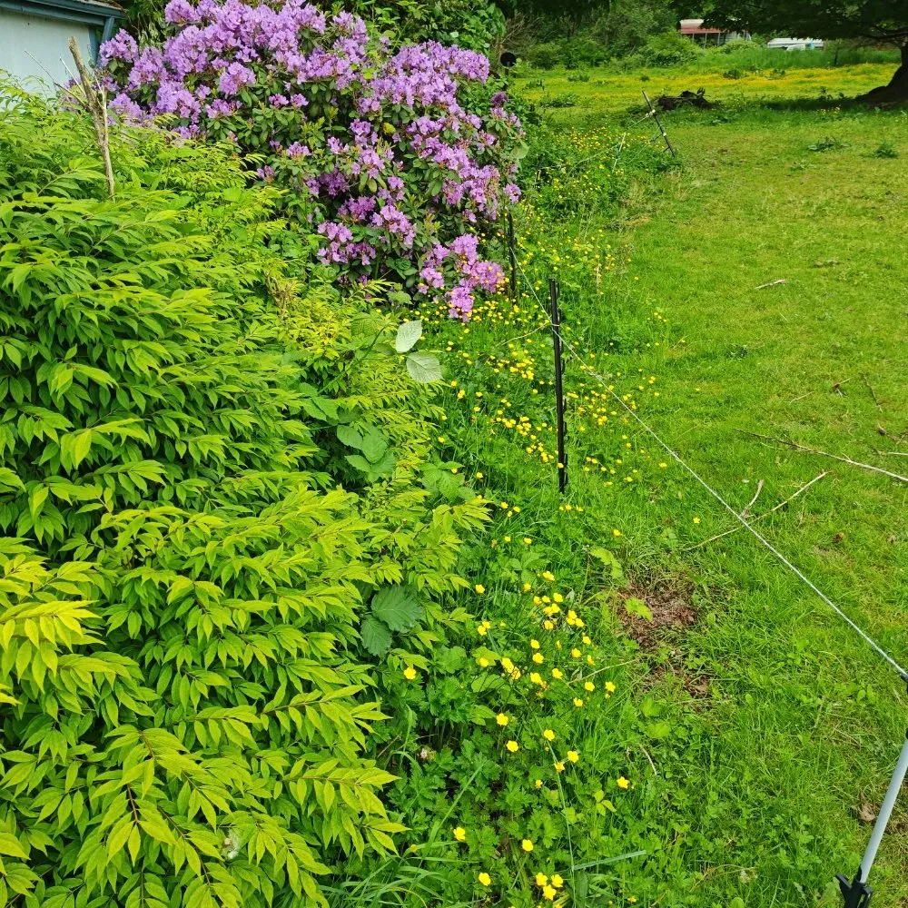 Reliable yard cleanup service in Everett, WA - E&C Landscaping