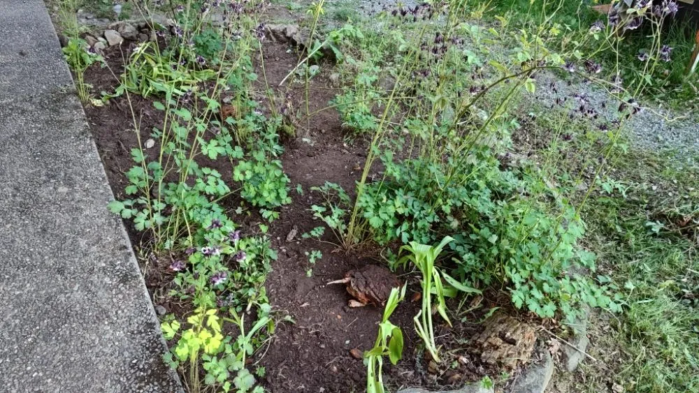 Local landscape installation for beautiful yards across Everett, WA - E&C Landscaping